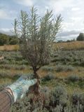 Саджанці англійської вузьколистої лаванди (Lavandula angustifolia) 0008 фото